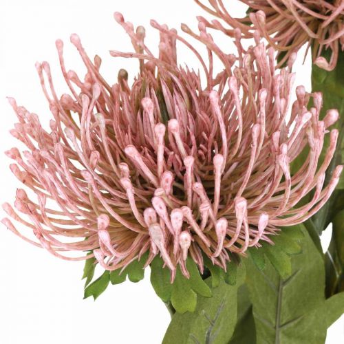 Artikel Herfstbloem speldenkussen kunst Protea Rosa Leucospermum 73cm 3st