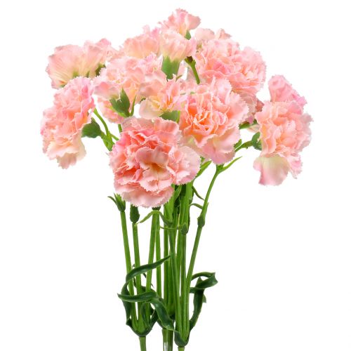 Floristik24 Anjerroze 64cm 4st
