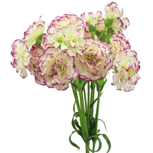 Anjer Wit-Paars 64cm 4 stuks