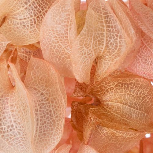 Artikel Een gedroogde bloemstengel zorgt voor een romantische sfeer in elke woonruimte (75 cm).