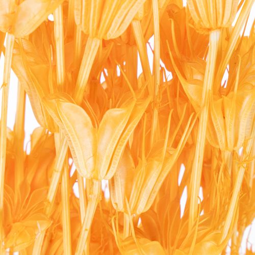 Artikel Nigella droogbloemenarrangement voor langdurig gebruik. Een elegante blikvanger. 70 cm, 50 g