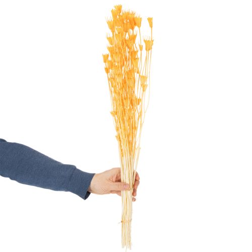 Artikel Nigella droogbloemenarrangement voor langdurig gebruik. Een elegante blikvanger. 70 cm, 50 g