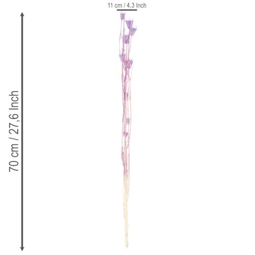 Artikel Boeket gedroogde nigellabloemen, decoratief voor in de woonkamer, creëert een unieke sfeer, 70 cm, 50 g