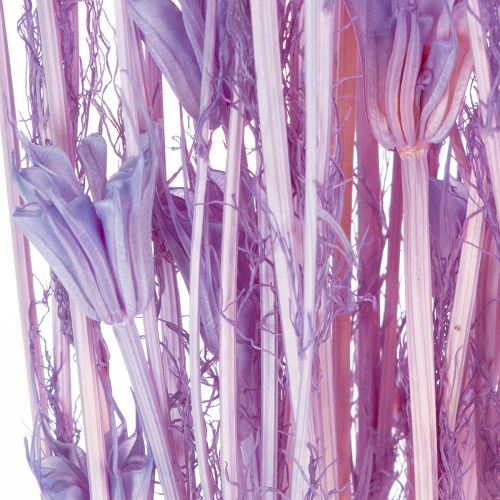 Artikel Boeket gedroogde nigellabloemen, decoratief voor in de woonkamer, creëert een unieke sfeer, 70 cm, 50 g