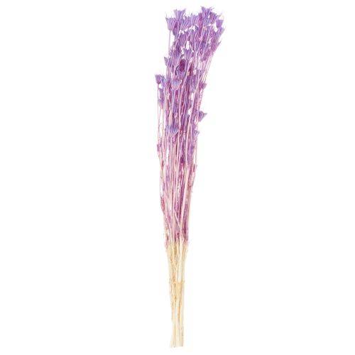 Artikel Boeket gedroogde nigellabloemen, decoratief voor in de woonkamer, creëert een unieke sfeer, 70 cm, 50 g