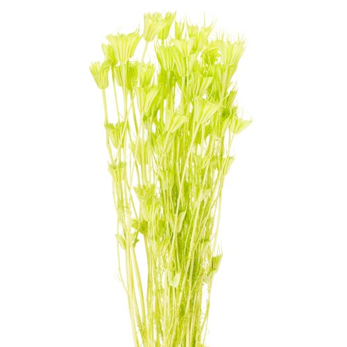 Gedroogde nigellabloemen, een charmante, natuurlijke kamerdecoratie voor in huis, 70 cm, 50 g