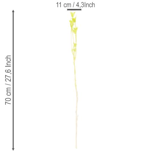 Artikel Gedroogde nigellabloemen, een charmante, natuurlijke kamerdecoratie voor in huis, 70 cm, 50 g