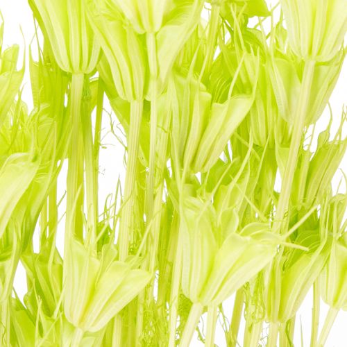 Artikel Gedroogde nigellabloemen, een charmante, natuurlijke kamerdecoratie voor in huis, 70 cm, 50 g