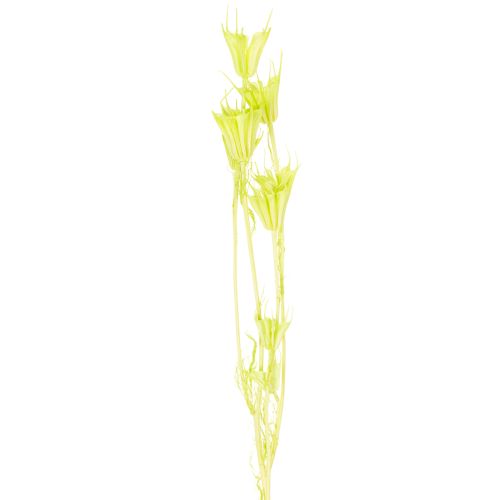 Artikel Gedroogde nigellabloemen, een charmante, natuurlijke kamerdecoratie voor in huis, 70 cm, 50 g