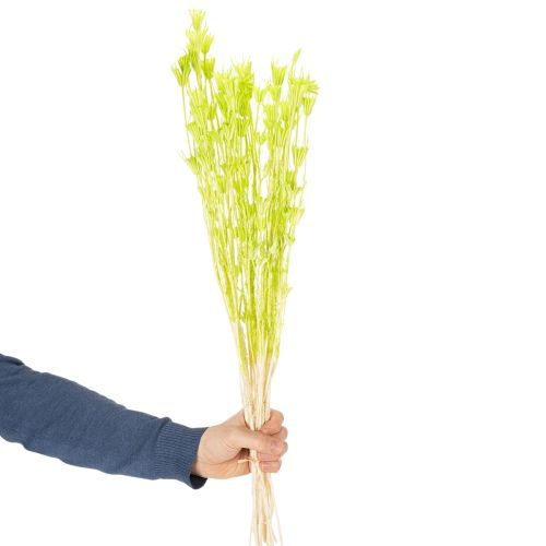 Artikel Gedroogde nigellabloemen, een charmante, natuurlijke kamerdecoratie voor in huis, 70 cm, 50 g