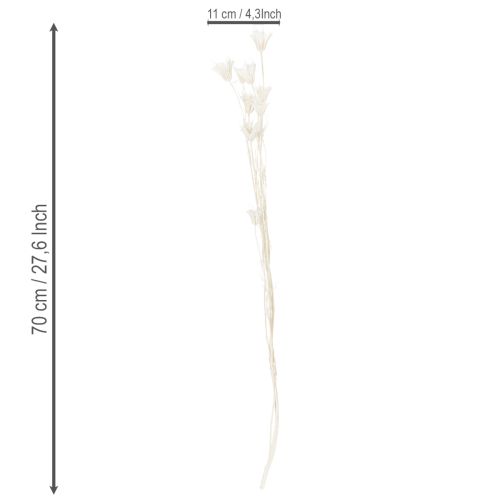 Artikel Gedroogde nigellabloemen, een boeket elegante natuurlijke decoratie voor exclusieve interieurs, 70 cm, 50 g