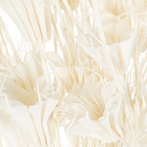 Artikel Gedroogde nigellabloemen, een boeket elegante natuurlijke decoratie voor exclusieve interieurs, 70 cm, 50 g