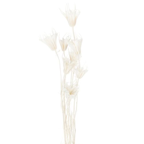 Artikel Gedroogde nigellabloemen, een boeket elegante natuurlijke decoratie voor exclusieve interieurs, 70 cm, 50 g