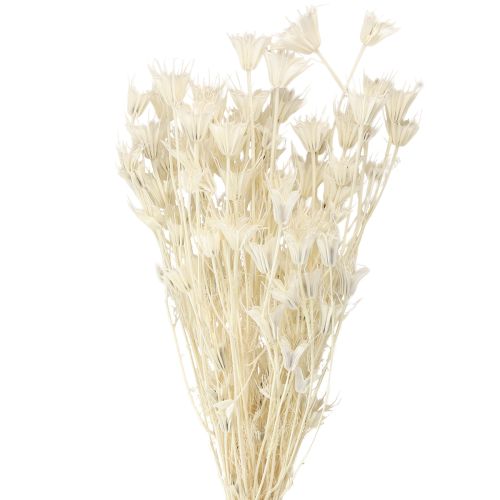 Floristik24 Nigella Orientalis Gedroogde Bloemen Zwarte Komijn Wit 50cm 100g