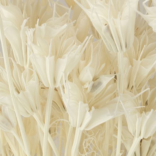 Artikel Nigella Orientalis Gedroogde Bloemen Zwarte Komijn Wit 50cm 100g