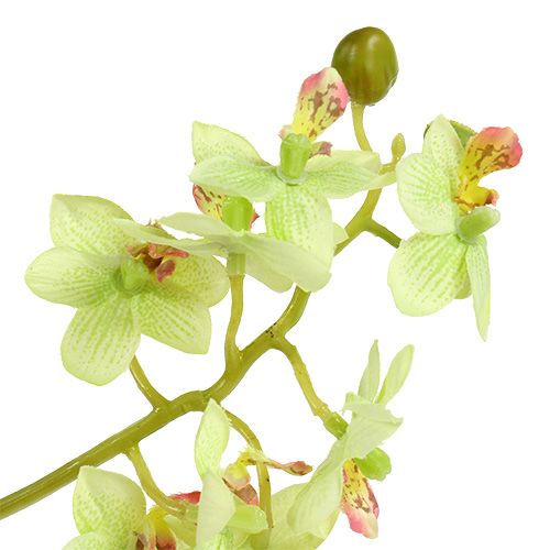 Floristik24 Orchidee 97cm lichtgroen