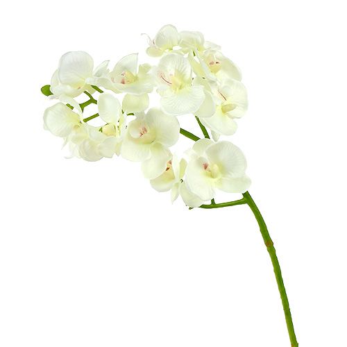 Orchidee crèmewit L57cm 6st