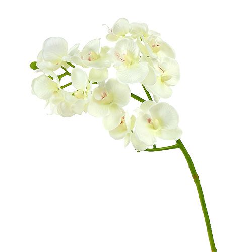 Floristik24 Orchidee crèmewit L57cm 6st