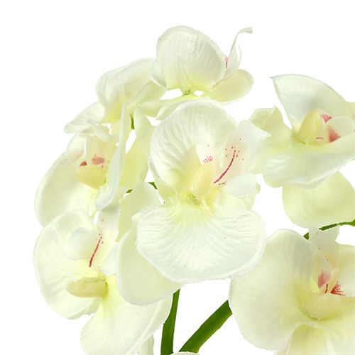 Orchidee crèmewit L57cm 6st