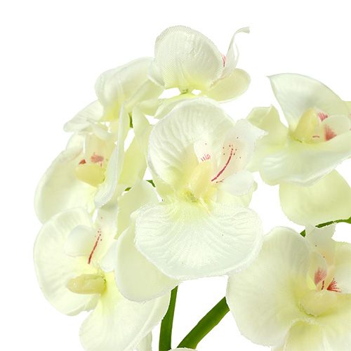 Artikel Orchidee crèmewit L57cm 6st