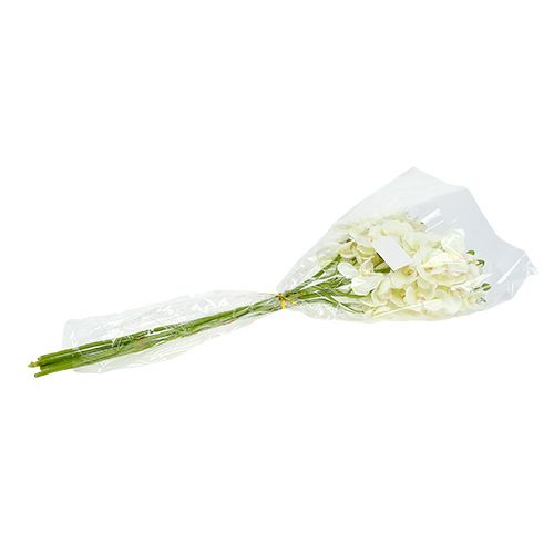 Artikel Orchidee Crème-Wit L57cm 6 st