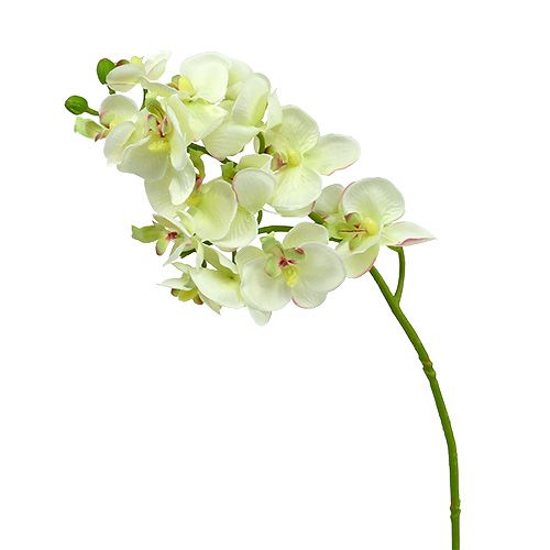 Floristik24 Orchidee lichtgroen 56cm 6st