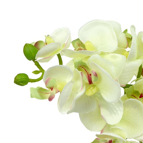 Artikel Orchidee lichtgroen 56cm 6st