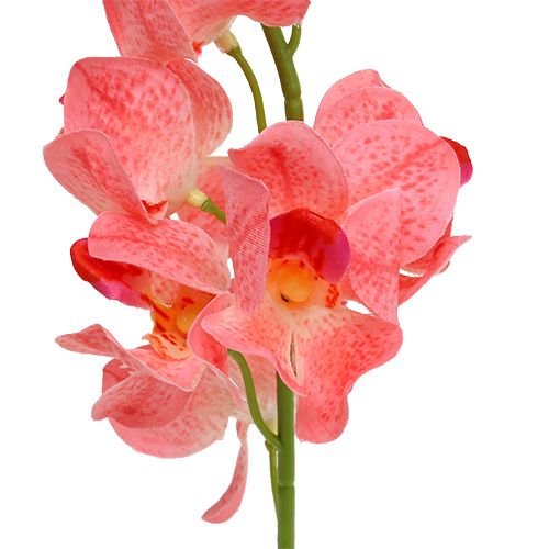 Orchidee Mokara Zalm 50cm 6st