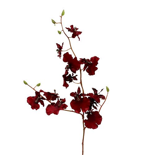 Floristik24 Orchidee Oncidium 70cm donkerrood 3st