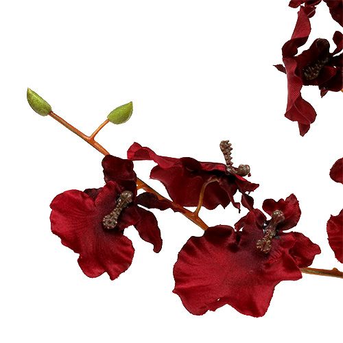 Floristik24 Orchidee Oncidium 70cm donkerrood 3st