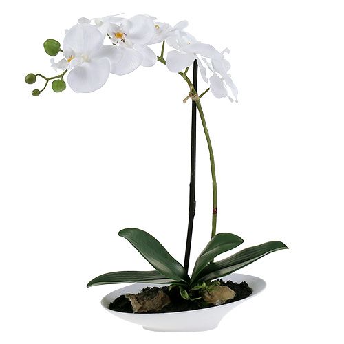 Floristik24 Phalaenopsis orchidee in witte kom H40cm