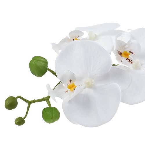 Floristik24 Phalaenopsis orchidee in witte kom H40cm