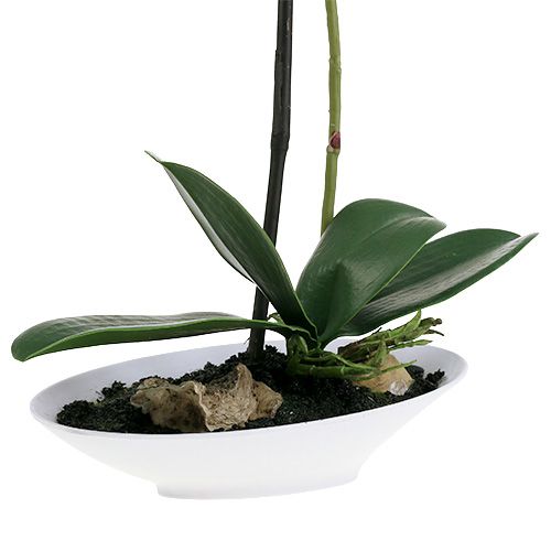 Floristik24 Phalaenopsis orchidee in witte kom H40cm