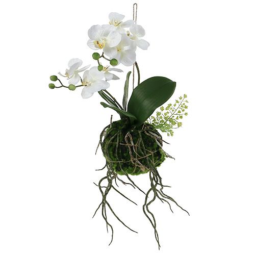 Floristik24 Orchidee Phalaenopsis om crème H33cm op te hangen
