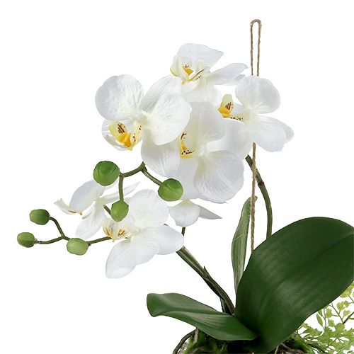 Floristik24 Orchidee Phalaenopsis om crème H33cm op te hangen