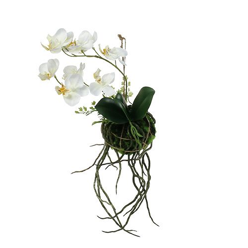 Floristik24 Orchidee Phalaenopsis om op te hangen H26cm crème