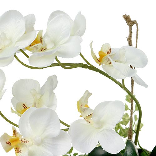 Floristik24 Orchidee Phalaenopsis om op te hangen H26cm crème