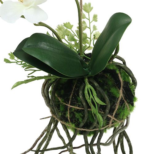 Floristik24 Orchidee Phalaenopsis om op te hangen H26cm crème