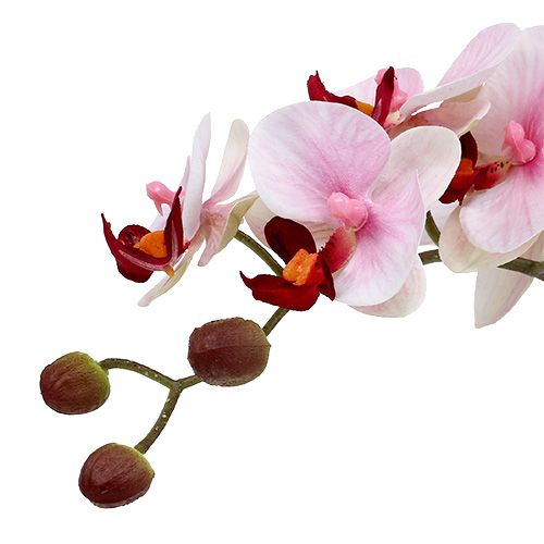Artikel Roze orchidee in keramische pot 31cm