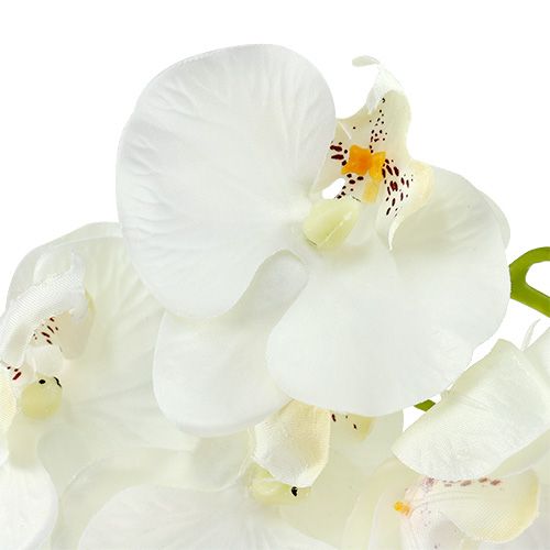 Floristik24 Orchidee wit kunstmatig L73cm 4st