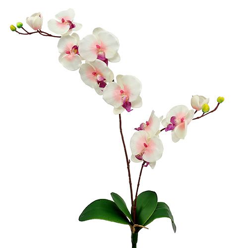 Floristik24 Orchidee met 2 takken 60cm wit-roze