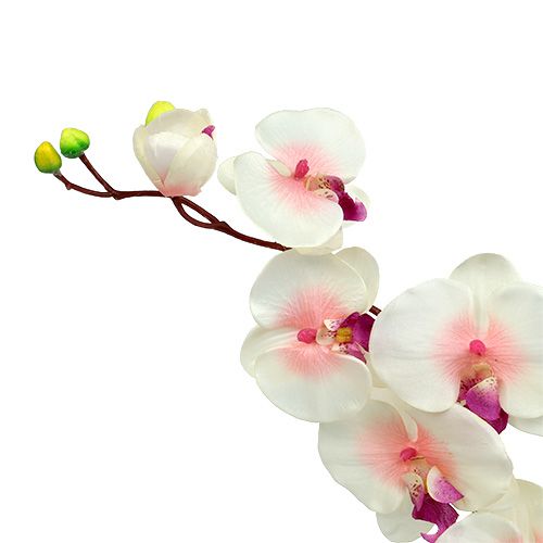 Floristik24 Orchidee met 2 takken 60cm wit-roze