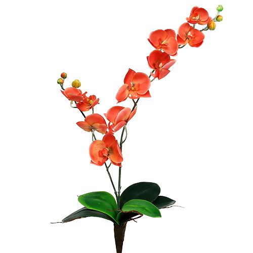 Floristik24 Orchidee twee takken 60cm oranje