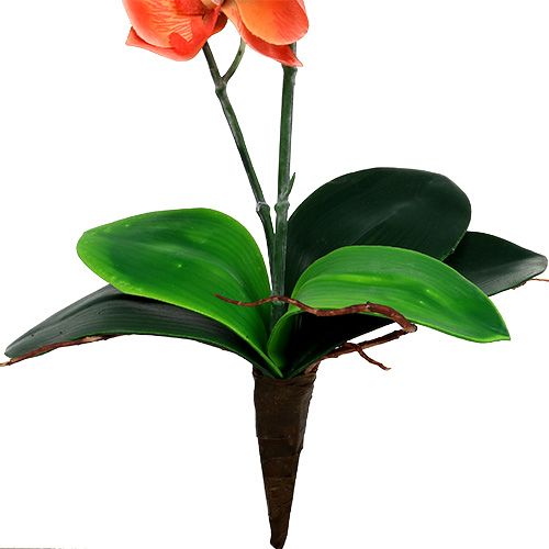 Floristik24 Orchidee twee takken 60cm oranje