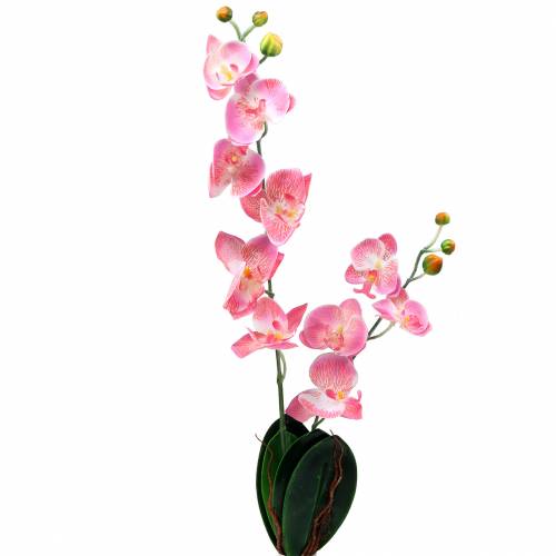Floristik24 Orchidee Phalaenopsis kunstroze 60cm