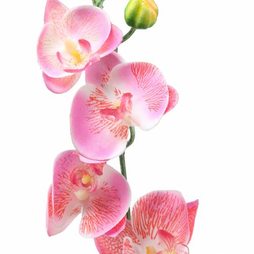 Floristik24 Orchidee Phalaenopsis kunstroze 60cm