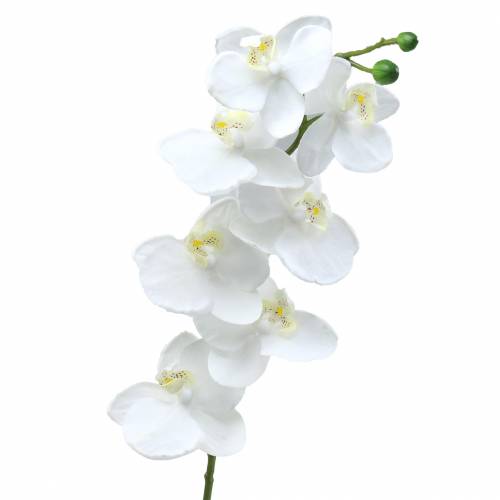 Floristik24 Orchidee Wit 77cm