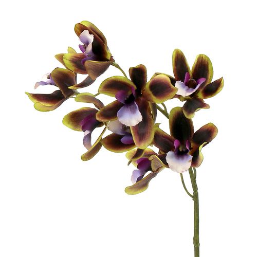 Floristik24 Orchidee Cymbidium Groen, Paars L38cm 4st