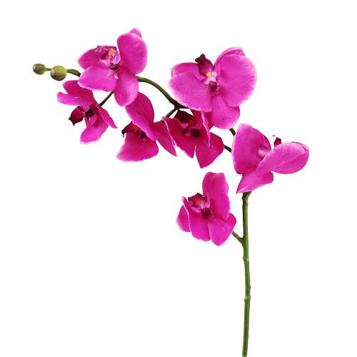 Floristik24 Orchidee Phalaenopsis Roze 75cm