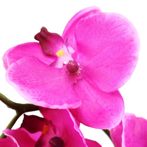 Artikel Orchidee Phalaenopsis Roze 75cm